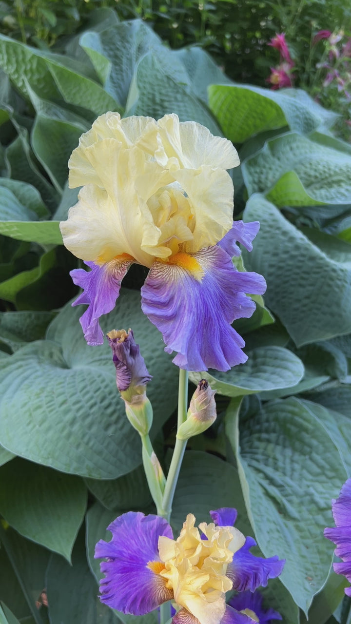 Island Hop | Tall Bearded Iris – Schreiner's Gardens