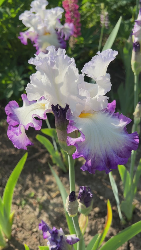 Center Ice | Tall Bearded Iris – Schreiner's Gardens