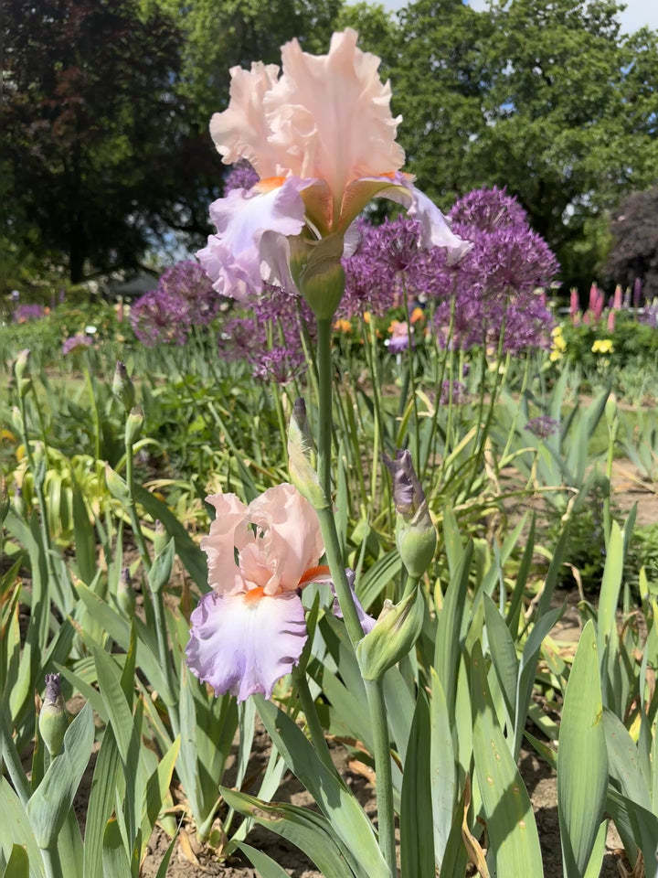 Celebration Song | Tall Bearded Iris – Schreiner's Gardens