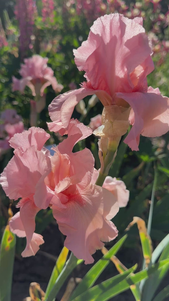 薔薇と棘＊虹入り マニカラン産ピンククォーツ&グリーンファントム DTクラスター Magical Encounter | Tall Bearded Iris – Schreiner's Gardens