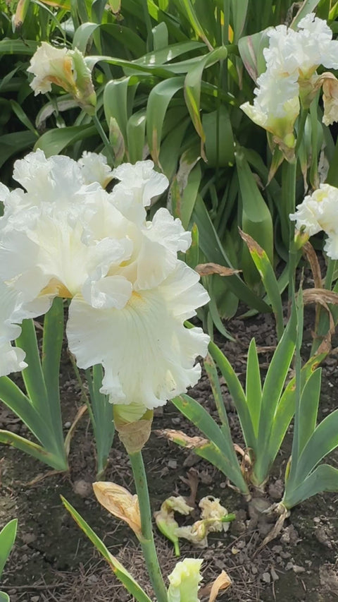 Boston Cream | Tall Bearded Iris – Schreiner's Gardens