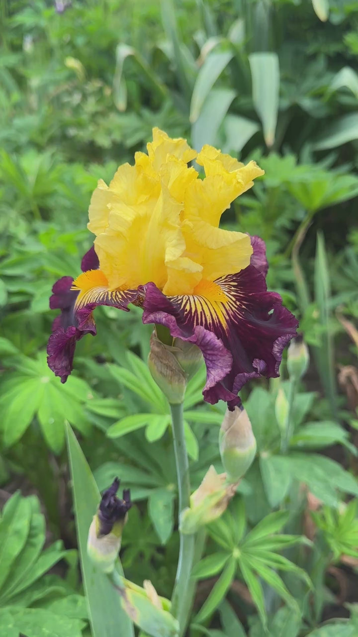 Pirate Ahoy | Tall Bearded Iris – Schreiner's Gardens