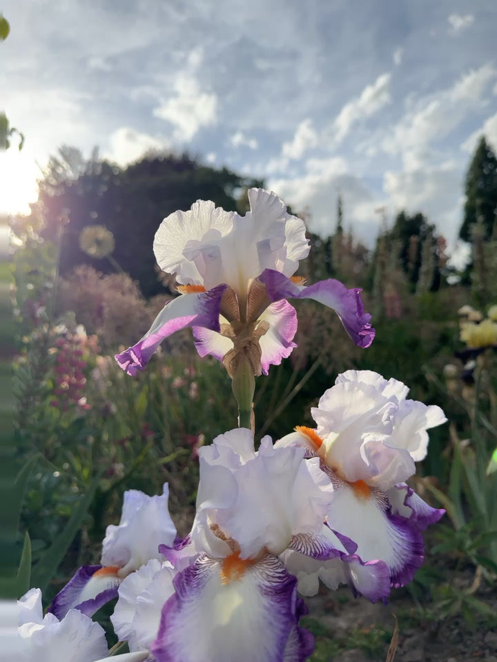 Triple Take | Tall Bearded Iris – Schreiner's Gardens
