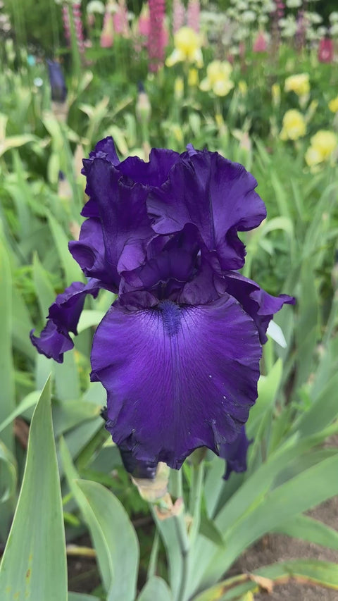 Titan's Glory | Tall Bearded Iris – Schreiner's Gardens