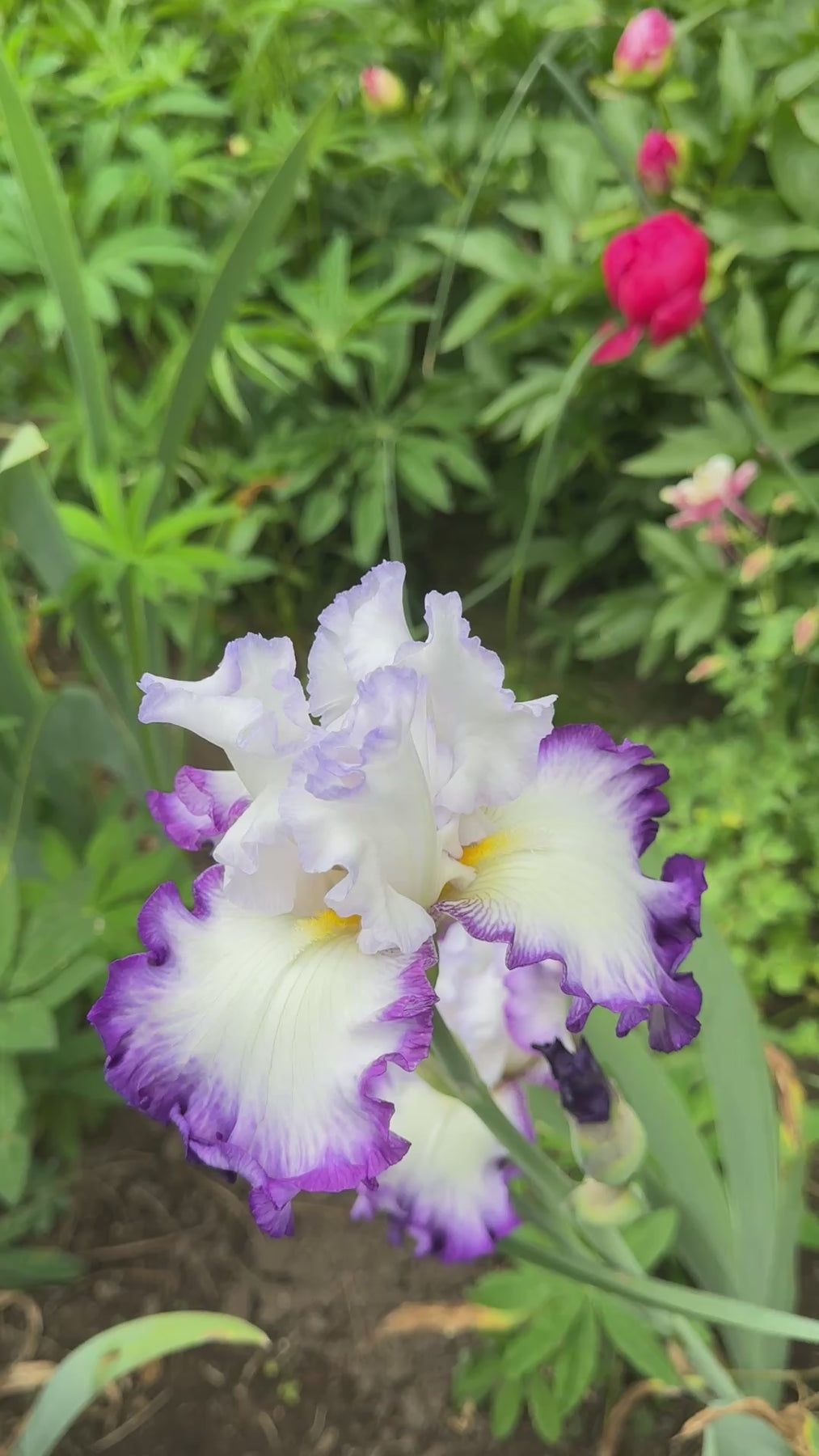 Broken Top | Tall Bearded Iris – Schreiner's Gardens