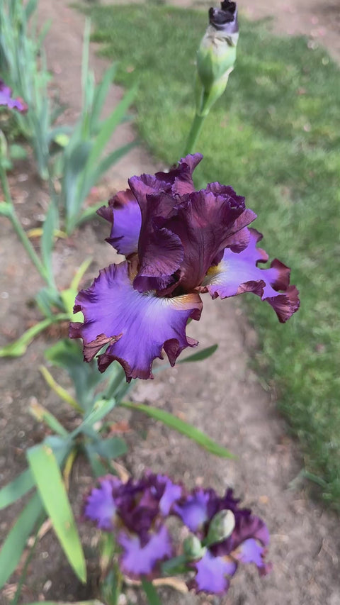 House Arrest | Tall Bearded Iris – Schreiner's Gardens