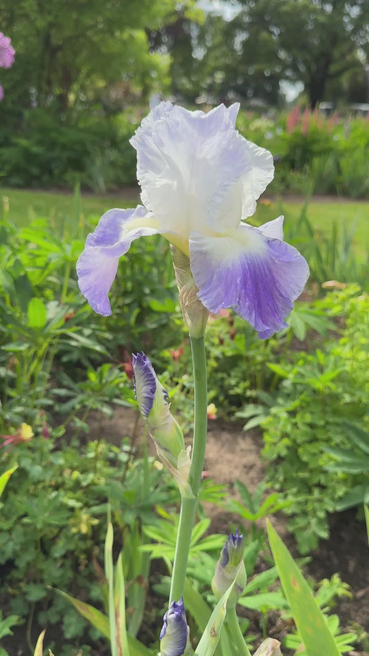 Clarence | Tall Bearded Iris – Schreiner's Gardens