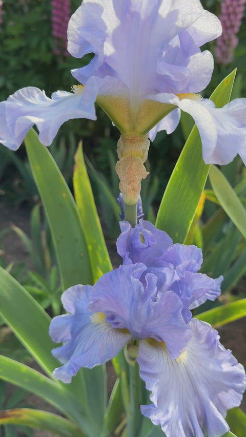 Sky and Sun | Tall Bearded Iris – Schreiner's Gardens