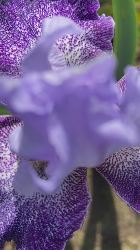 Splashacata | Tall Bearded Iris – Schreiner's Gardens
