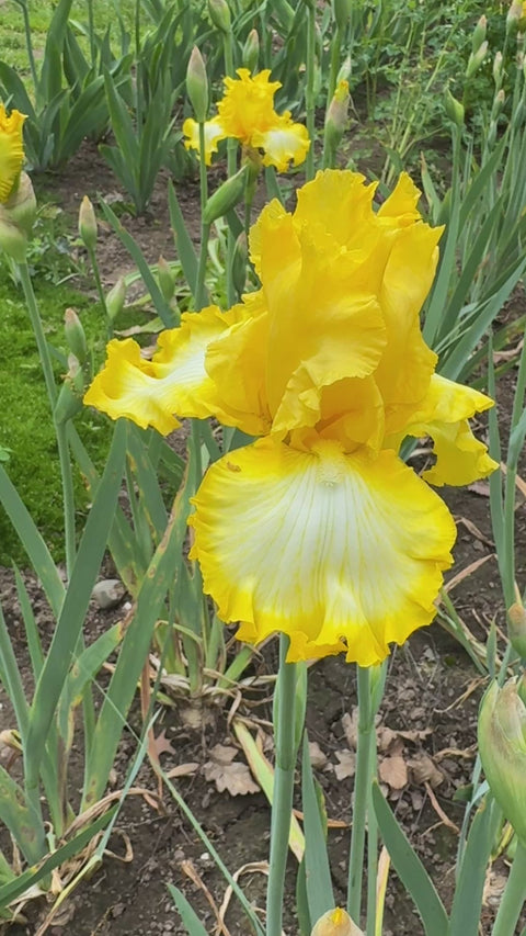 That's All Folks | Tall Bearded Iris – Schreiner's Gardens
