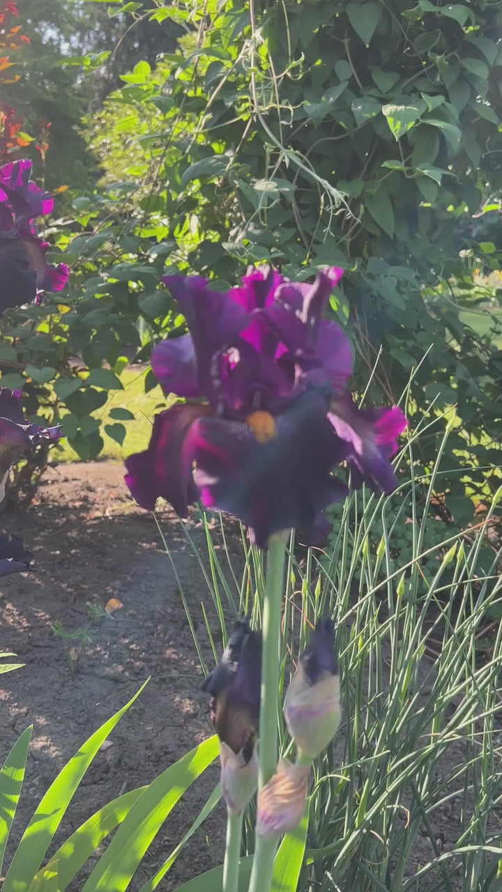 Dracula's Kiss | Tall Bearded Iris – Schreiner's Gardens