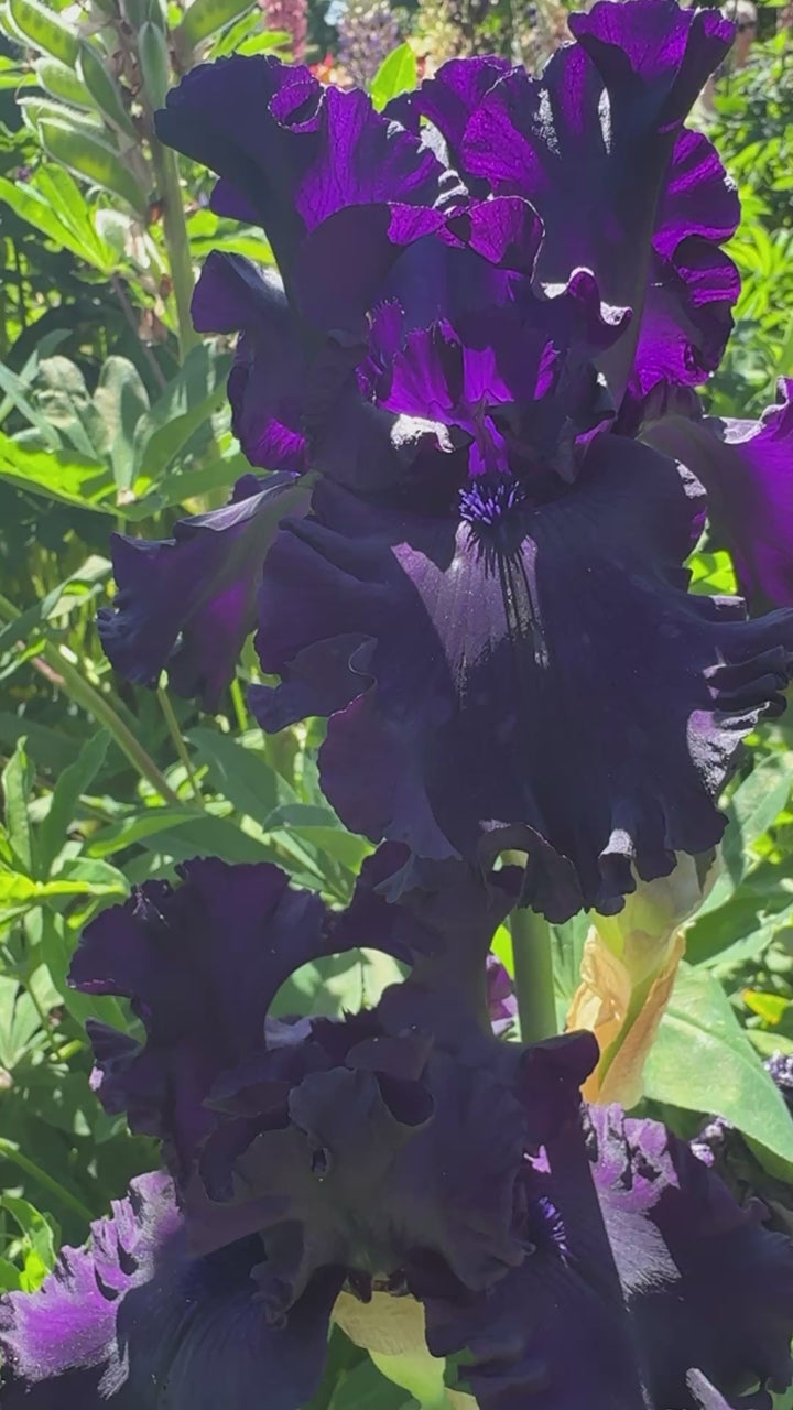 All Night Long | Tall Bearded Iris – Schreiner's Gardens