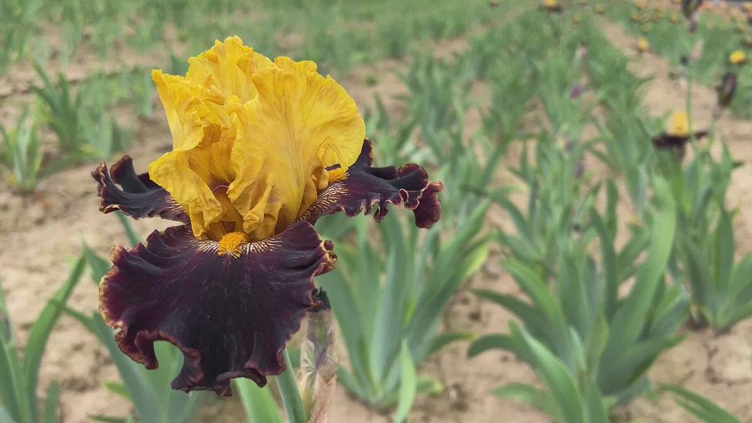 Sun Devil | Tall Bearded Iris – Schreiner's Gardens