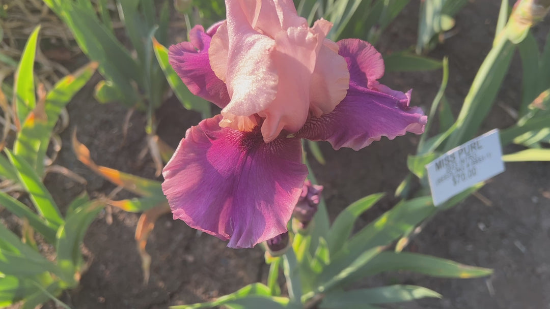 Miss Purl | Tall Bearded Iris – Schreiner's Gardens