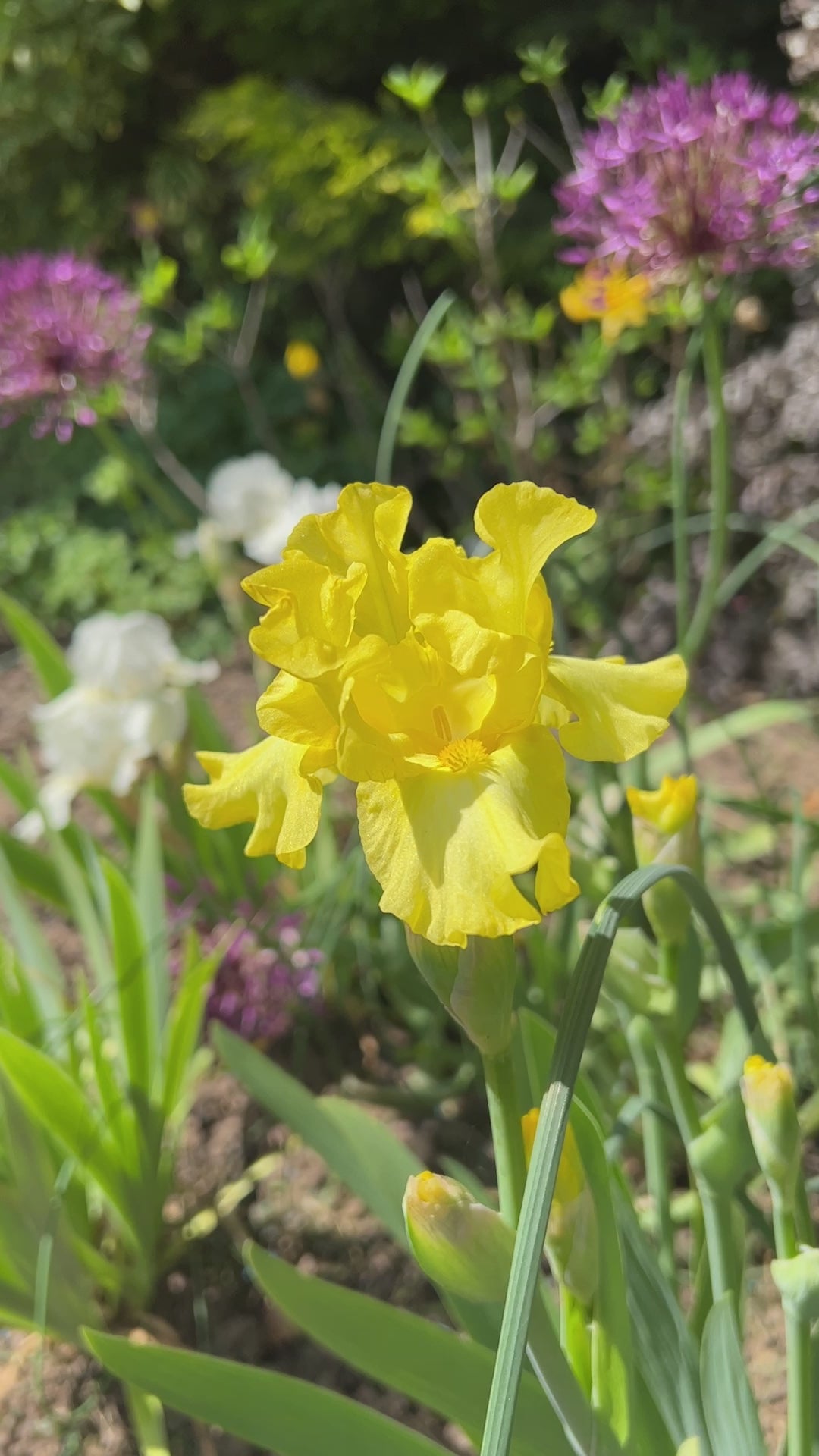 Limonada | Intermediate Bearded Iris – Schreiner's Gardens
