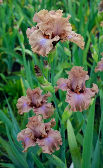 Mocha Frappe – Schreiner's Gardens