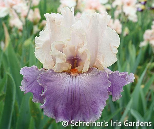 Absolute Crush | Tall Bearded Iris – Schreiner's Gardens