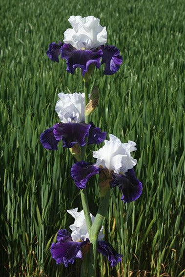 Bet The Farm | Tall Bearded Iris – Schreiner's Gardens