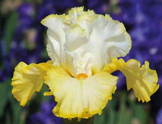 Gypsy Lord Iris - Thumbnail 2