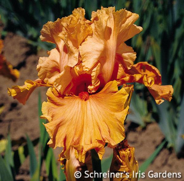 Buy Iris & Daylilies | Iris & Daylily Varieties Joe Ghio Buy Iris & Daylilies | Iris & Daylily Varieties Joe Ghio