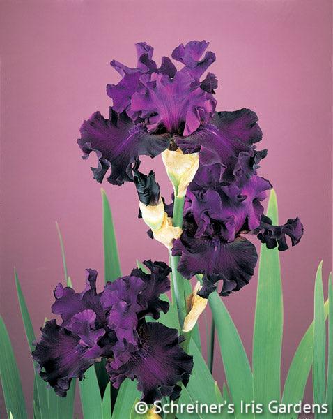 Diabolique | Tall Bearded Iris – Schreiner's Gardens