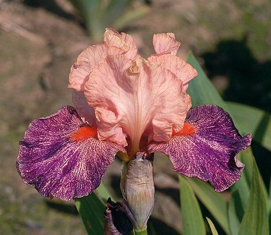 アイカツフレンズ フィオーレヴィオラ アイカツフレンズ フィオーレ