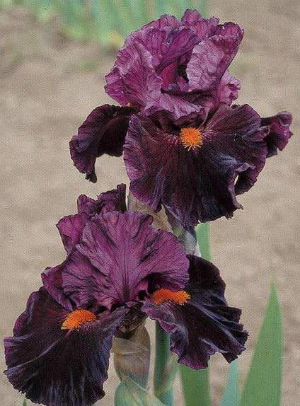 Jump Start | Intermediate Bearded Iris – Schreiner's Gardens