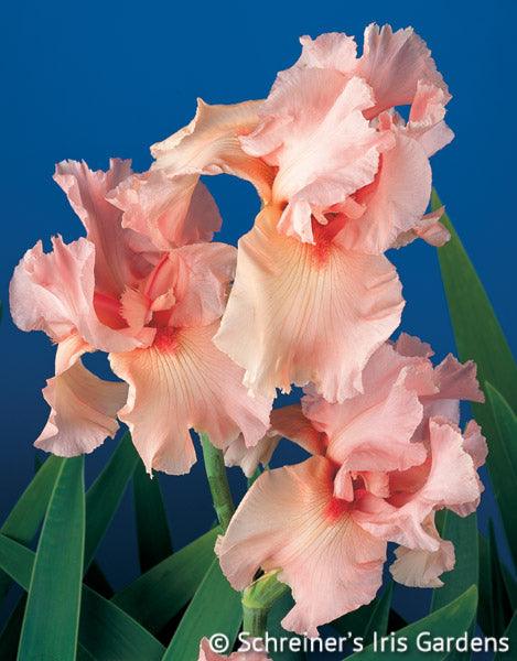 Magical Encounter | Tall Bearded Iris – Schreiner's Gardens