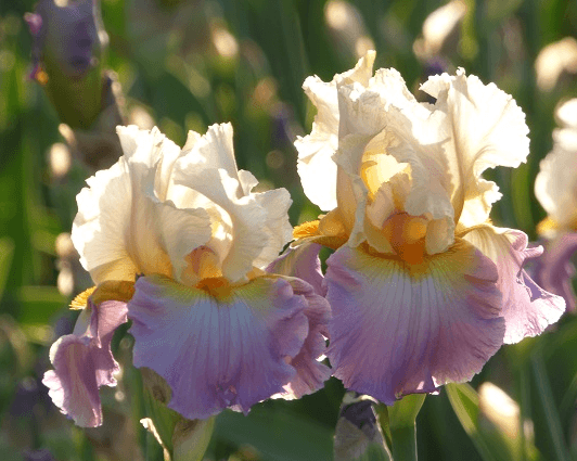 Agate Beach | Tall Bearded Iris – Schreiner's Gardens