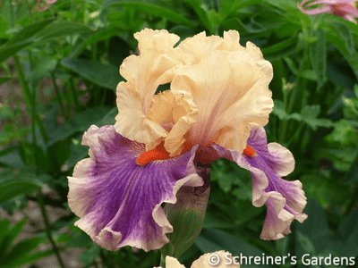 Smith Rock Potted Iris