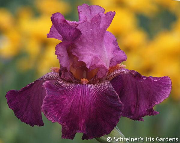 Autumn Rose | Tall Bearded Iris – Schreiner's Gardens