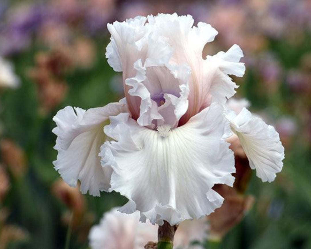 Katie VIRGIN UP drawers ピンクフラワー Beauty Within | Tall Bearded Iris – Schreiner's Gardens