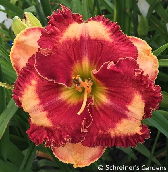 Avalon Bay|Maryott Daylilies – Schreiner's Gardens
