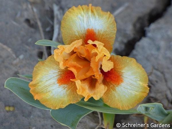 Stroke of Brilliance