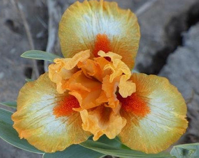 Stroke of Brilliance