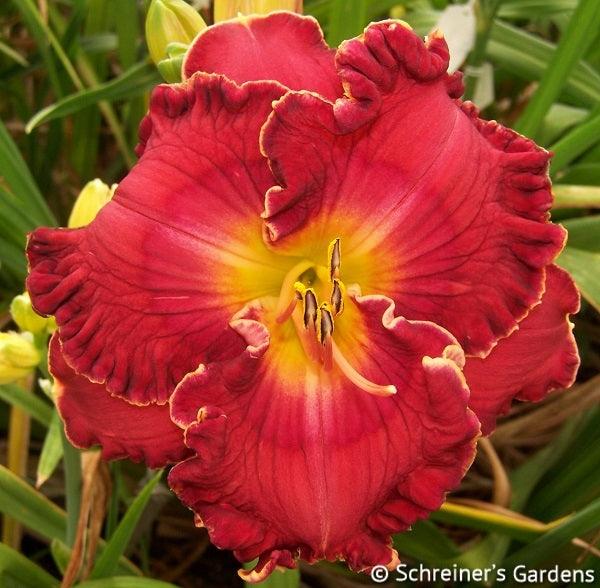 Marriage Vows (Daylily)