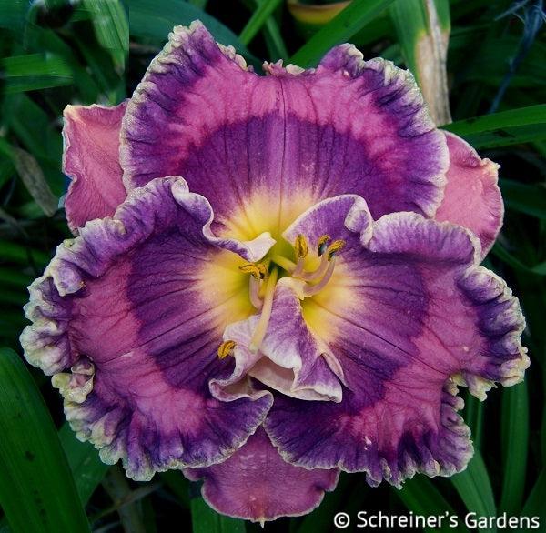 Ocean Pacific | Maryott Daylilies – Schreiner's Gardens
