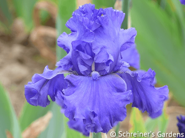 Java Blue Reeds Java Bleue | Tall Bearded Iris – Schreiner's Gardens