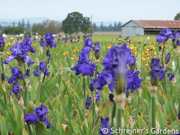 Java Bleue | Tall Bearded Iris – Schreiner's Gardens