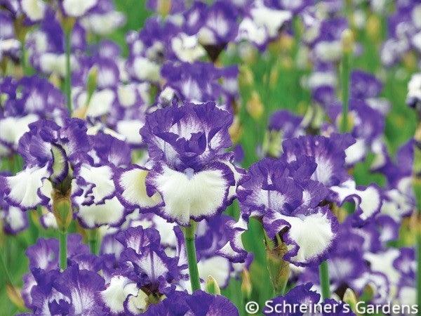 Another Chapter - Bonus | Tall Bearded Iris – Schreiner's Gardens