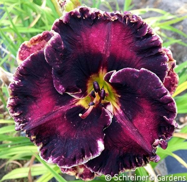 Medal of Honor (Daylily)