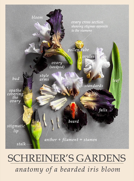 Poster - Iris Anatomy