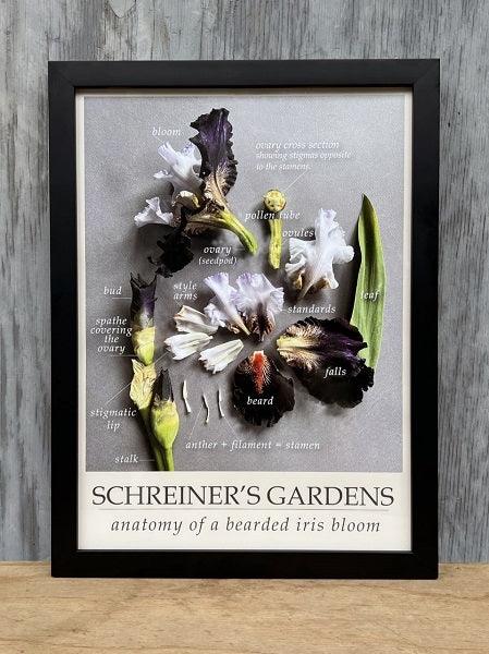 Poster - Iris Anatomy | Iris Themed Gifts – Schreiner's Gardens