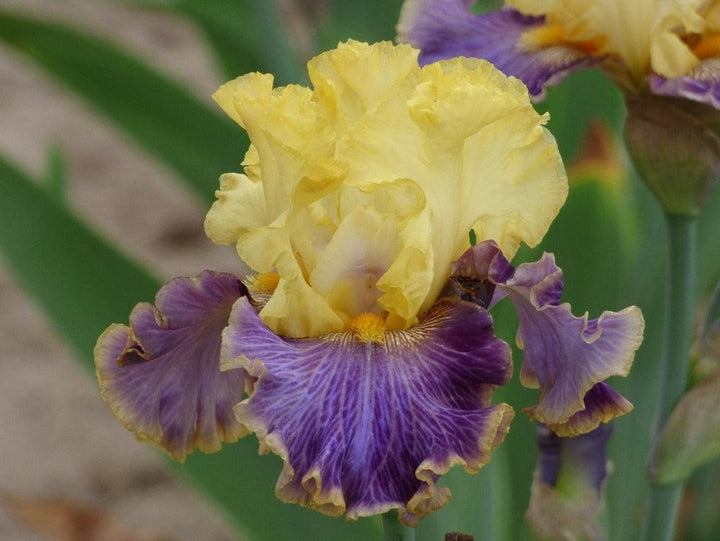 p.11473.1-c558-a_1_34d85860-