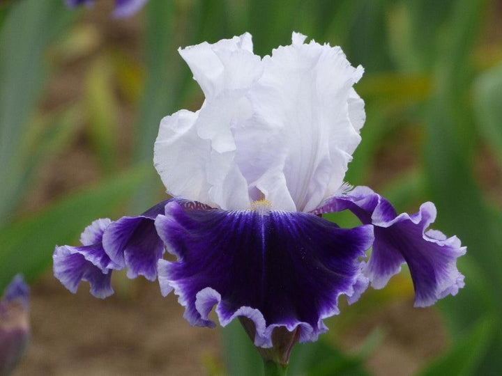 Local Ocean – Schreiner's Gardens