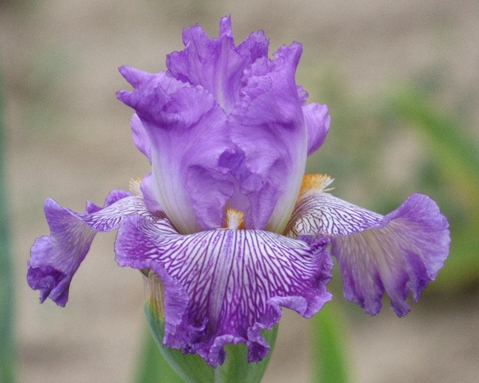 Migration Run – Schreiner's Gardens