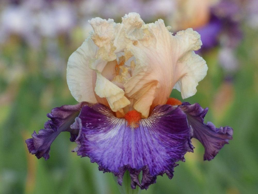 【coco-iris】 Buy Coconino Dwarf Bearded Iris | Sun Perennials | Breck's