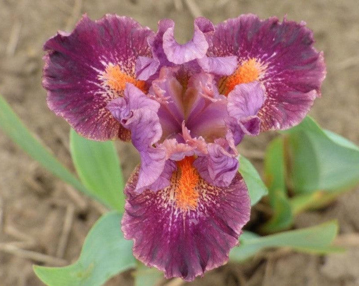 Bishop – Schreiner's Gardens