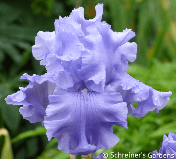 Abiqua Falls | Tall Bearded Iris – Schreiner’s Gardens