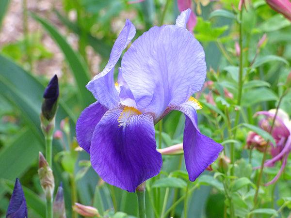 Amas | Tall Bearded Iris – Schreiner's Gardens